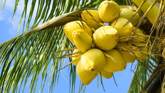 ಎಳನೀರ ಬಗ್ಗೆ ನಿಮಗೆಷ್ಟು ಗೊತ್ತು; ತೆಂಗು ಕೃಷಿಯಲ್ಲಿದೆ ಆದಾಯದ ಗುಟ್ಟು