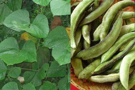 ಚಪ್ಪರದ ಅವರೆ, ಯಾಮಾರಿದರೆ ದನಗಳ ಪ್ರಾಣವೇ ಸೆರೆ