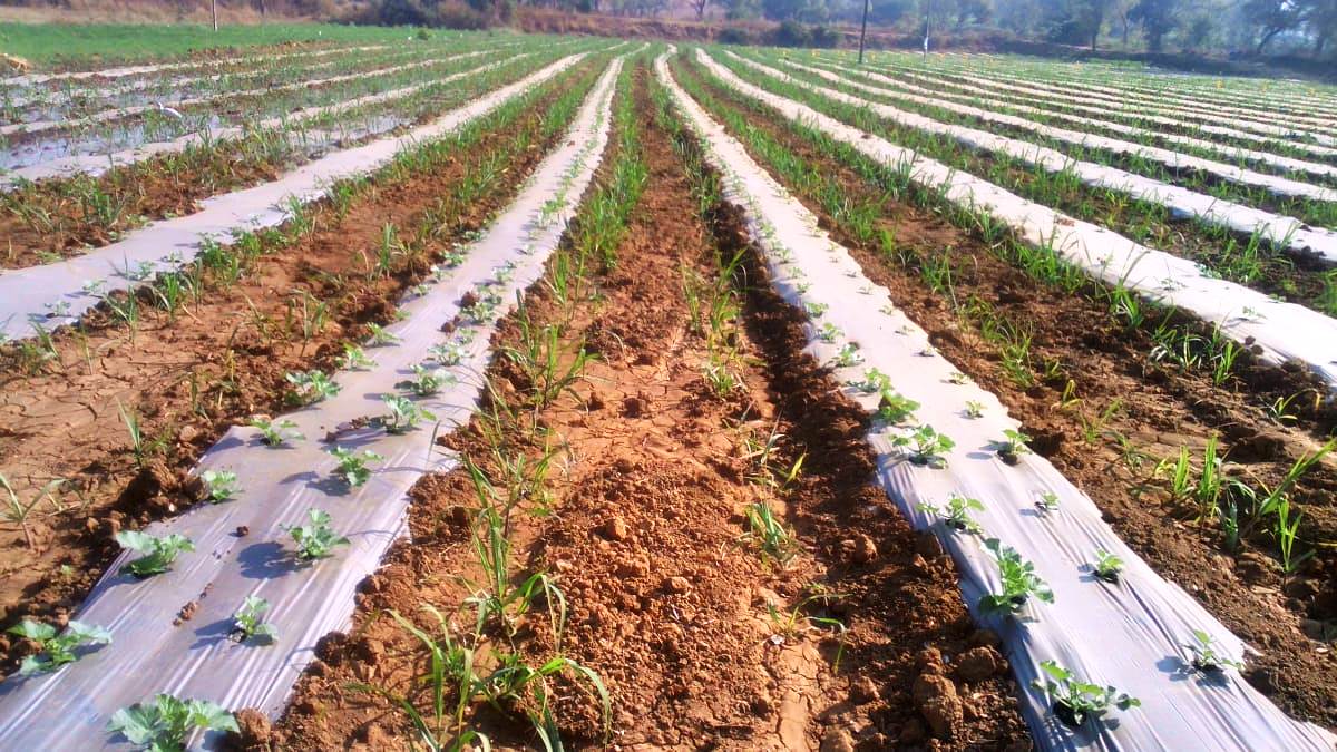 ಮಾನವ ತ್ಯಾಜ್ಯದಿಂದ ಗೊಬ್ಬರ; 2.5 ಎಕರೆಯಲ್ಲಿ 12 ಲಕ್ಷ ರೂ. ಆದಾಯ