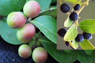 ವಯಸ್ಸಿದ್ದಾಗಲೇ ಚಪ್ಪರಸಿ ಕಾಡಿನ ಕವಳೆ ಹಣ್ಣು