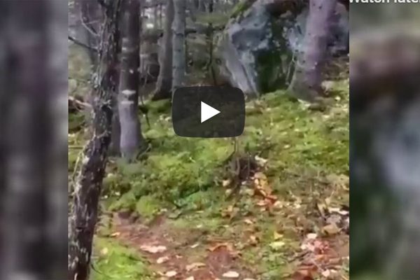 ಪ್ರಕೃತಿಯ ಪವಾಡ: ಭೂಮಿ ಉಸಿರಾಡುತ್ತಿದೆ ವಿಡಿಯೊ ನೋಡ!