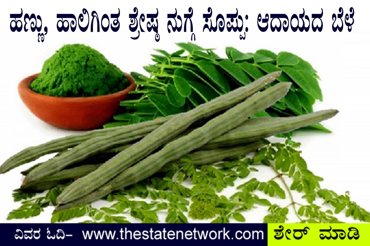 ಹಾಲು, ಹಣ್ಣಿಗಿಂತ ಶ್ರೇಷ್ಠ ನುಗ್ಗೆ ಸೊಪ್ಪು: ಆದಾಯ ಬೆಳೆ