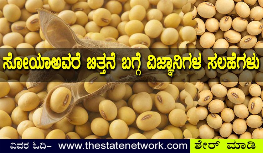 ಸೋಯಾ ಅವರೆ (ಸೋಯಾಬೀನ್) ಬಿತ್ತನೆ ವಿಜ್ಞಾನಿಗಳ ಸಲಹೆಗಳು