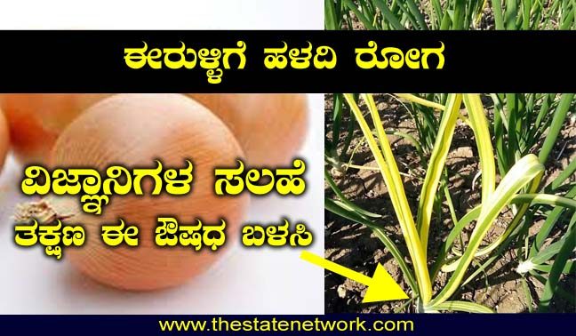 ಈರುಳ್ಳಿಗೆ ಹಳದಿ ರೋಗ ಬಾಧೆ: ರೈತರಿಗೆ ವಿಜ್ಞಾನಿಗಳ ಸಲಹೆ