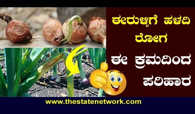 ಈರುಳ್ಳಿ ಹಳದಿ ರೋಗ ಭಾದೆ ನಿವಾರಣೆಗೆ ಕ್ರಮ