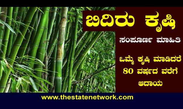 ಬಿದಿರು ಕೃಷಿಯಲ್ಲಿದೆ ಭರಪೂರ ಆದಾಯ