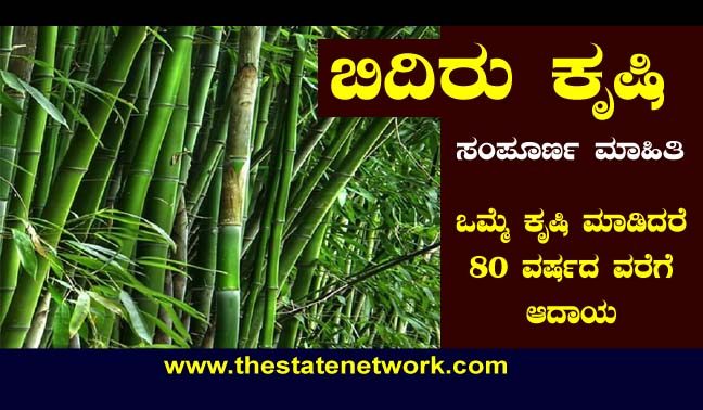 ಬಿದಿರು ಕೃಷಿಯಲ್ಲಿದೆ ಭರಪೂರ ಆದಾಯ