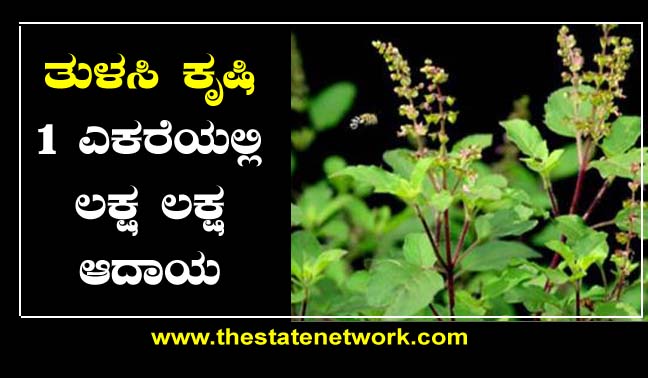 ತುಳಸಿ ಕೃಷಿ: ಒಂದೇ ಎಕರೆಯಲ್ಲಿ ಲಕ್ಷ ಲಕ್ಷ ಆದಾಯ