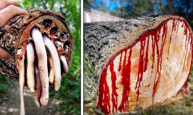 ಈ ಮರಗಳ ಕೆಳಗೆ ನಿಂತ್ರೆ ನಿಮ್ಮ ಪ್ರಾಣಕ್ಕೆ ಆಪತ್ತು ಗ್ಯಾರಂಟಿ..!