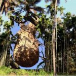 ಹರೋಸಾಗರದ ಮಂದಿಯನ್ನ ಕಾಡ್ತಿರೋ ವಿಷಕಾರಿ ಹುಳು ಯಾವುದಿದು?