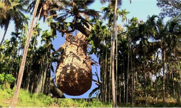 ಹರೋಸಾಗರದ ಮಂದಿಯನ್ನ ಕಾಡ್ತಿರೋ ವಿಷಕಾರಿ ಹುಳು ‌‌‌‌ಯಾವುದಿದು?